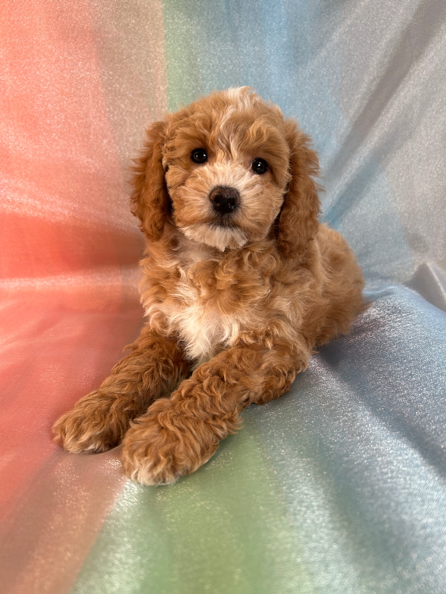 Female Bichon Poodle Puppy for Sale DOB 2-7-2025 $950